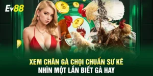 Xem chân gà chọi